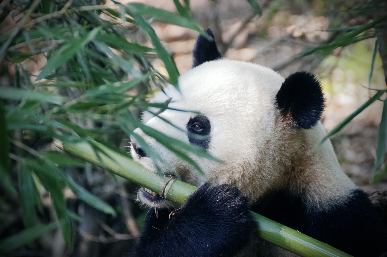 吃货季